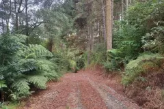 Local bush walk