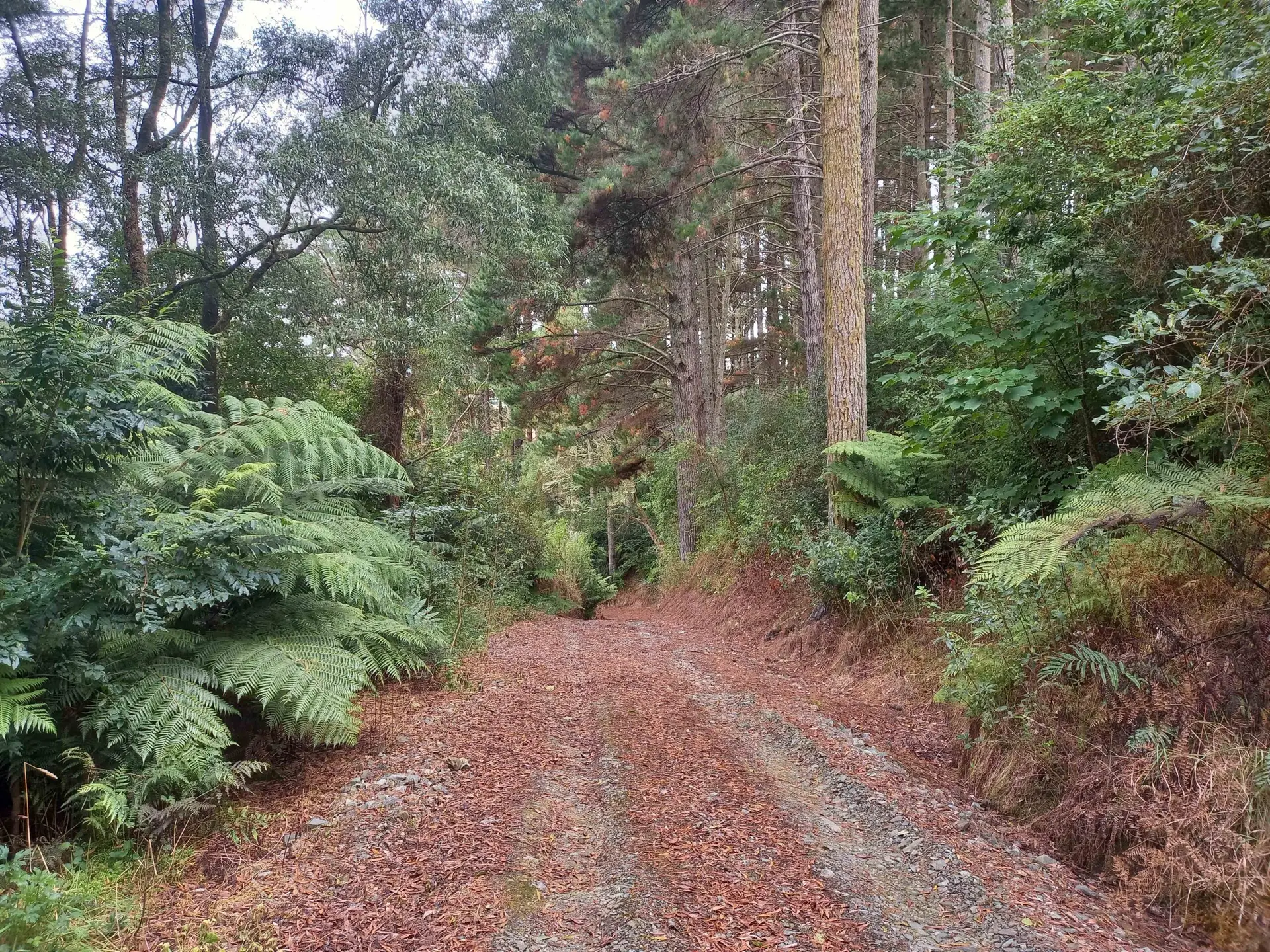 Local bush walk